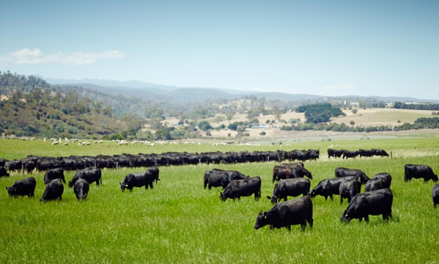 Australian Pasture